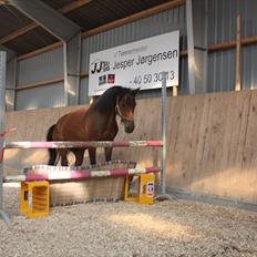 New Forest Romeo’s Eldorado