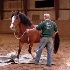 Welsh Cob (sec D) Lucky