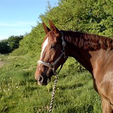 Dansk Varmblod Stradivarius(Marius)R.I.P