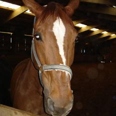 Dansk Varmblod Stradivarius(Marius)R.I.P