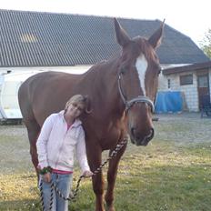 Dansk Varmblod Stradivarius(Marius)R.I.P