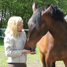 Dansk Varmblod Bjeregårdns Haløj 