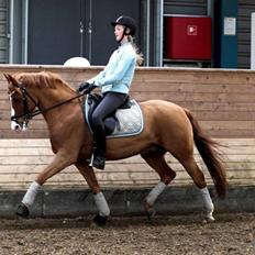 Tysk Sportspony Nathan R.I.P. 