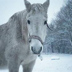 Anden særlig race Laika 