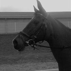 Arabisk fuldblod (OX) Fanema-OX *Solgt*