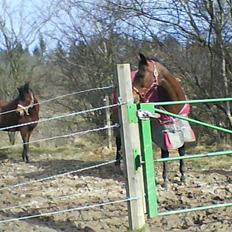 Arabisk fuldblod (OX) Fanema-OX *Solgt*