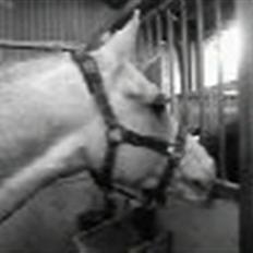 Anden særlig race Malcolm<'3