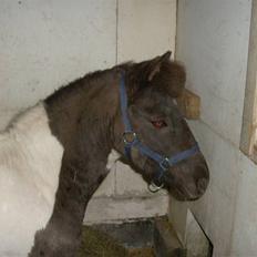 Shetlænder tornado *solgt*