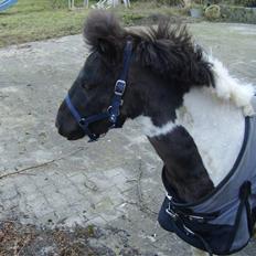 Shetlænder tornado *solgt*