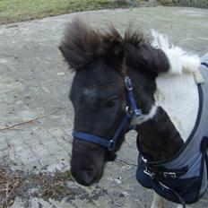 Shetlænder tornado *solgt*