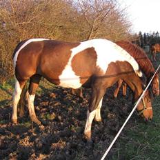 Pinto Arina R.I.P. 10/12 2009