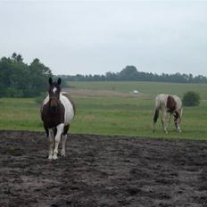 Pinto Arina R.I.P. 10/12 2009