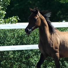 Arabisk fuldblod (OX) Chamiliuz