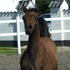 Arabisk fuldblod (OX) Chamiliuz