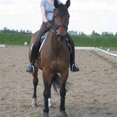 Dansk Varmblod Vistahl Finesse