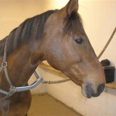 Dansk Varmblod Vistahl Finesse