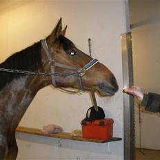 Dansk Varmblod Vistahl Finesse