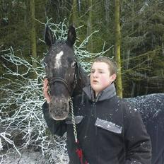 Knabstrupper Thunder Arki