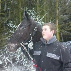 Knabstrupper Thunder Arki