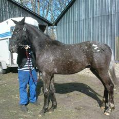 Knabstrupper Thunder Arki