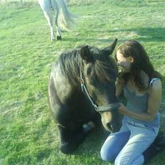 New Forest Amistar (gammel part)