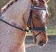 Welsh Pony af Cob-type (sec C) Bjerregårds Eros :)