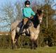 Welsh Partbred (Sec F) Rosengårdens Kasanova