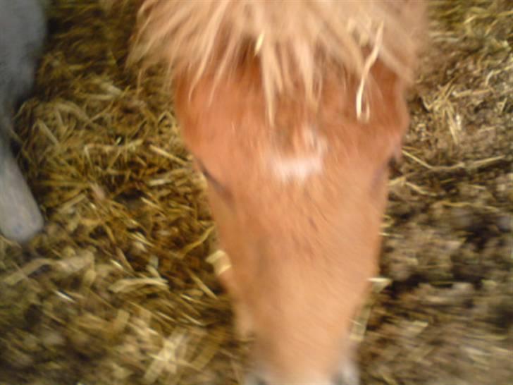 Shetlænder Charlie  - *nyt* jeg er lækker! i; billede 10