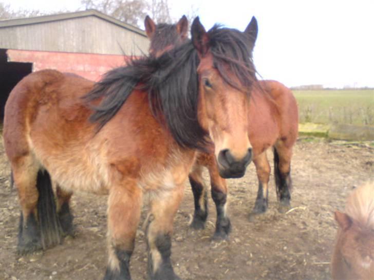 Belgier Musse *Aflivet* - *NYT* » med bedste veninden i baggrunden, jeg er lækker i; billede 18