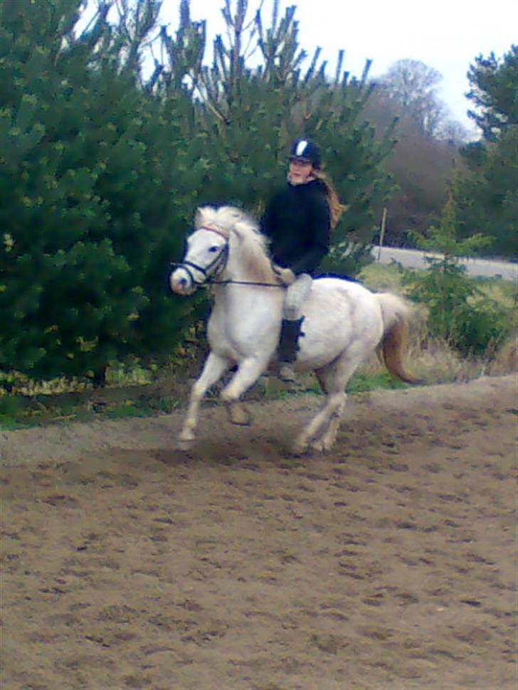 Anden særlig race Stardust - Denne ridetur var ubeskrivelig! Efter salget og efter mange måneder hvor jeg ikke havde redet på ham. JEG SAVNER DIG STAR, MIN TYKKE PONY <3 billede 20
