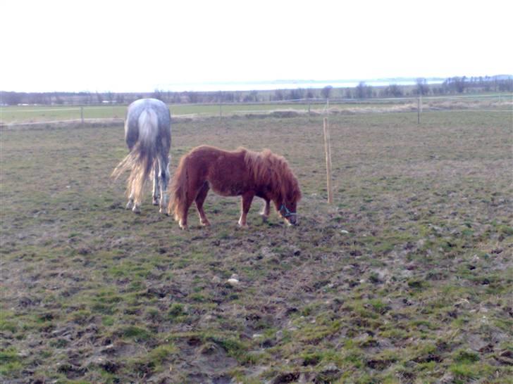 Shetlænder Lucky Lady billede 9