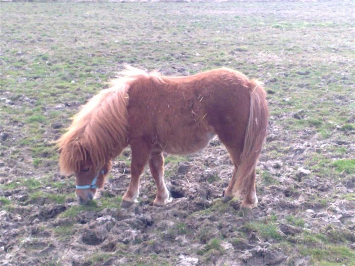 Shetlænder Lucky Lady billede 10