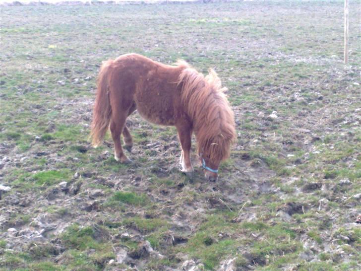 Shetlænder Lucky Lady billede 11