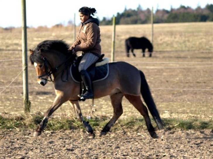 Anden særlig race Robin - * solgt * ! <3 d: billede 8