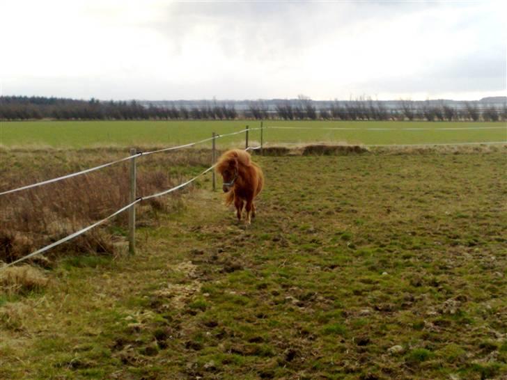 Shetlænder Lucky Lady billede 12