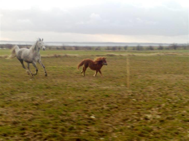 Shetlænder Lucky Lady billede 13