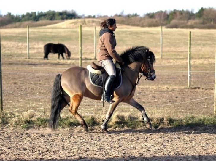 Anden særlig race Robin - * solgt * ! <3 d: billede 10