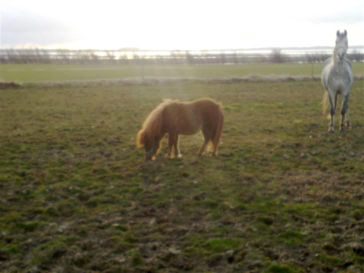 Shetlænder Lucky Lady billede 14