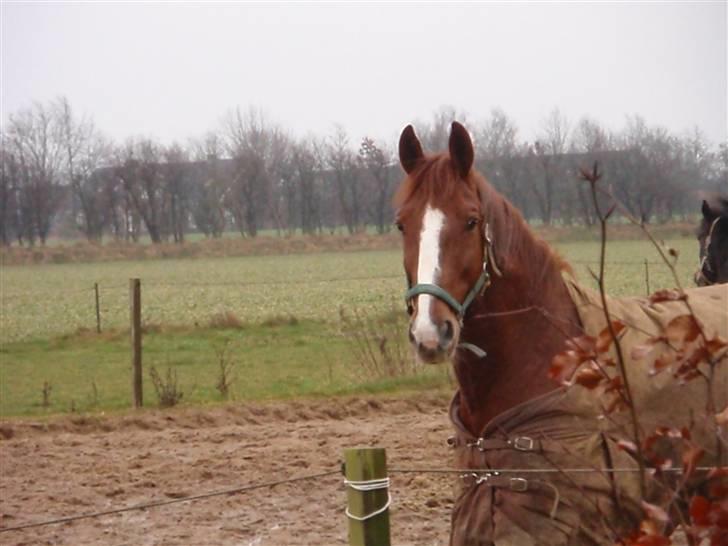 Anden særlig race Sheik *SOLGT* - Forårs Mullen!!! :o) billede 9