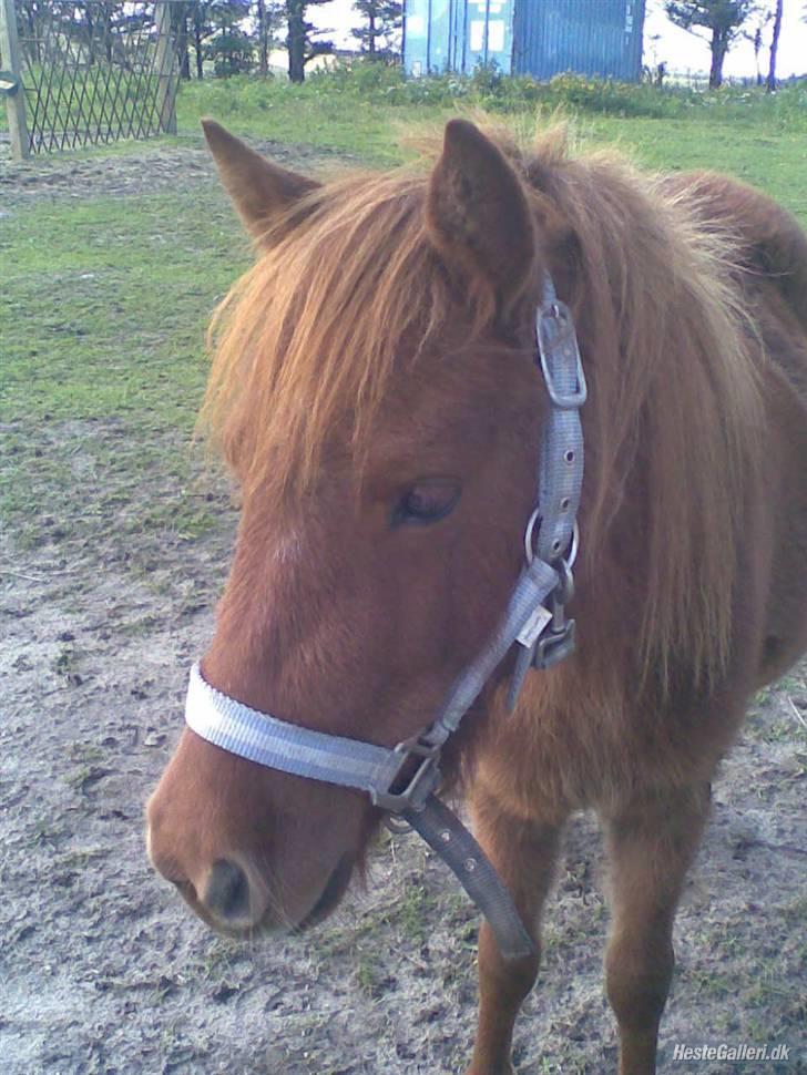 Shetlænder tøsen<3 billede 2