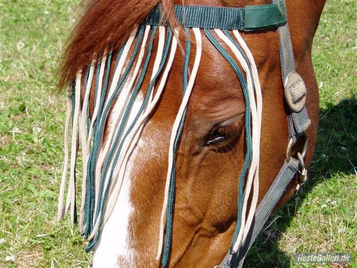 Anden særlig race Sheik *SOLGT* - Sommer Mullen billede 10