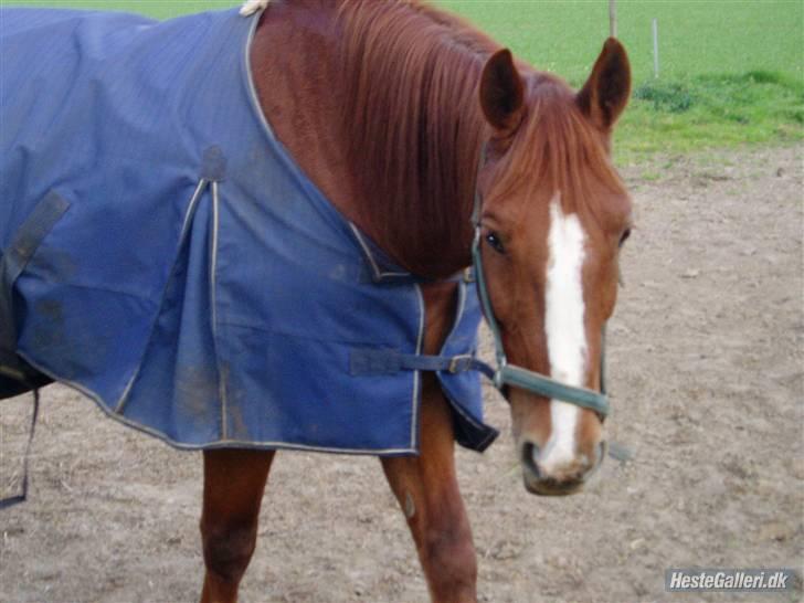 Anden særlig race Sheik *SOLGT* - efterårs Mullen!!! billede 11