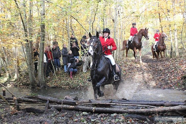 Anden særlig race Santina - Hubertus jagt 2010 Springer fra vandet, over et spring og op af skrænt. billede 2