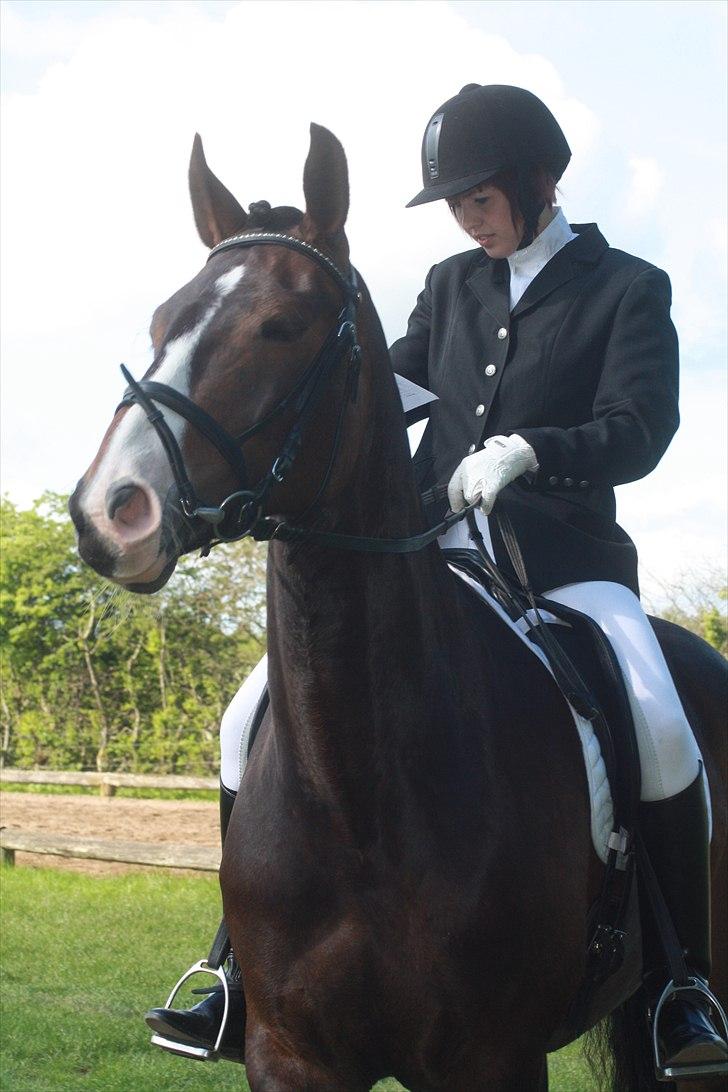 Anden særlig race Santina - Dressur stævne 2010 billede 3