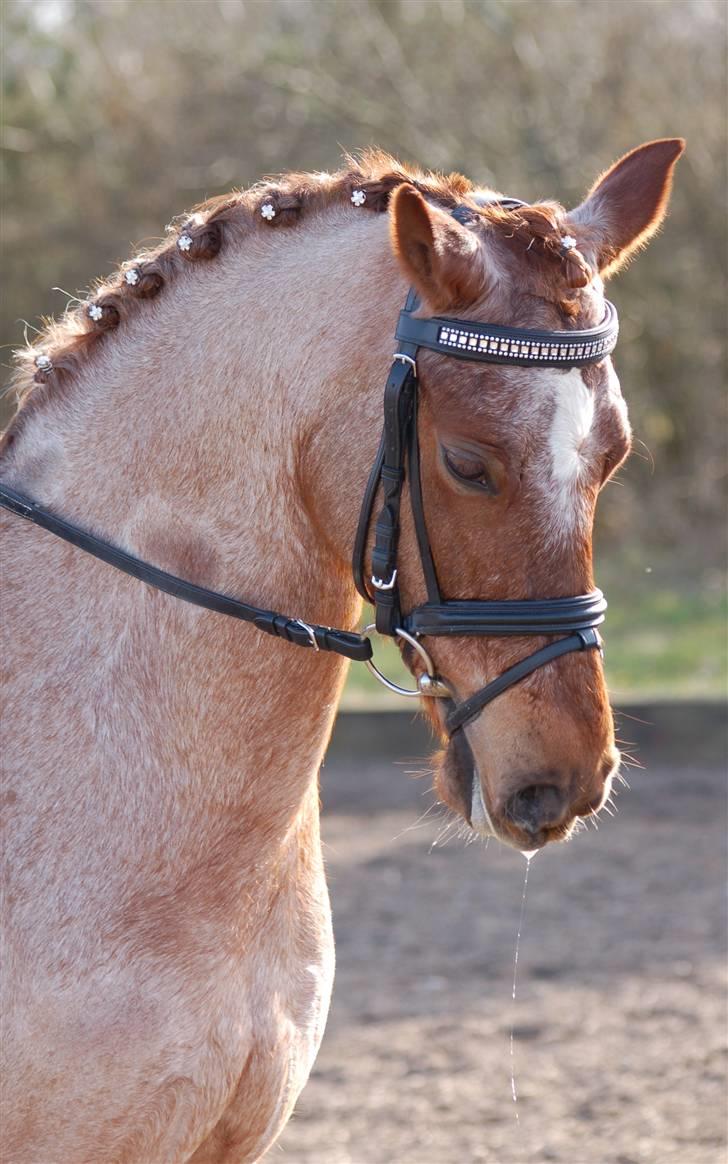 Welsh Pony af Cob-type (sec C) Bjerregårds Eros :) - Smukke Eros :) billede 1