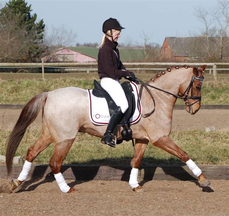 Welsh Pony af Cob-type (sec C) Bjerregårds Eros :) - Flot gallop :) billede 4