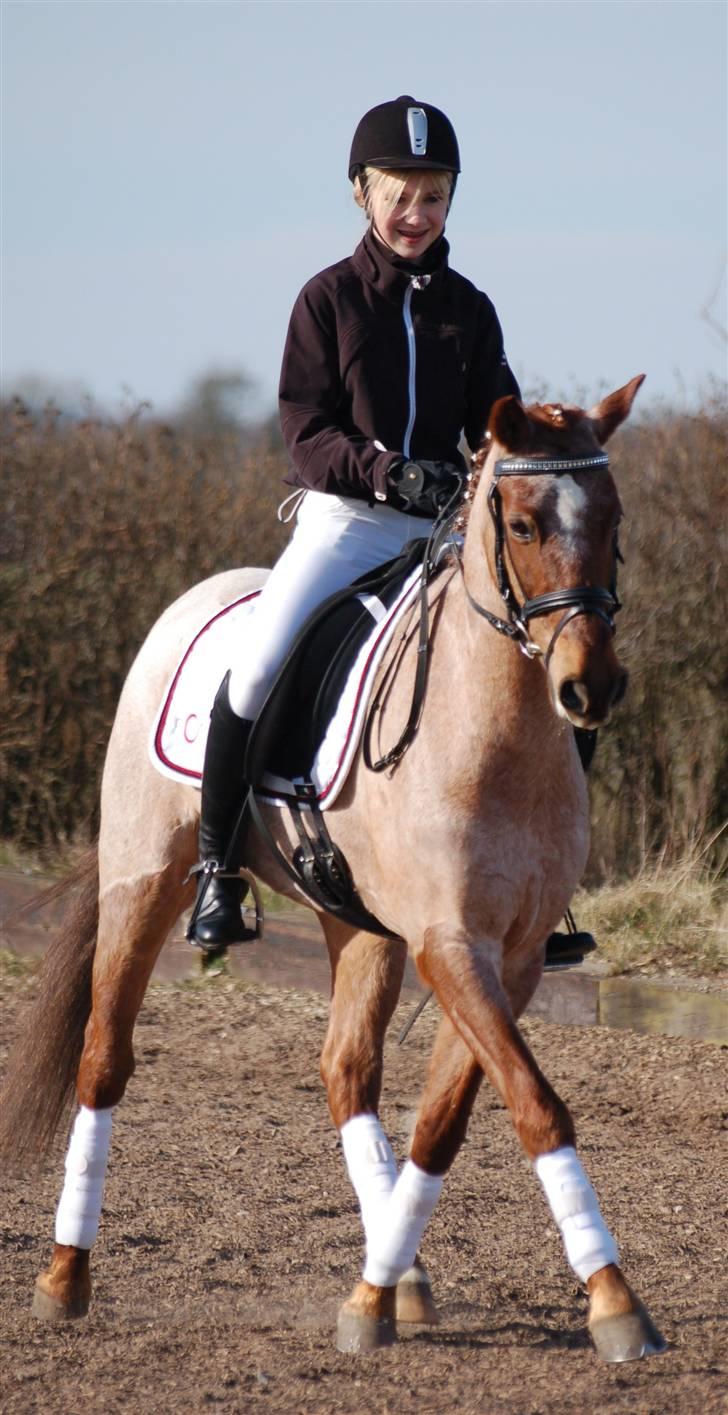 Welsh Pony af Cob-type (sec C) Bjerregårds Eros :) - Lidt sidebevægelse :) billede 5