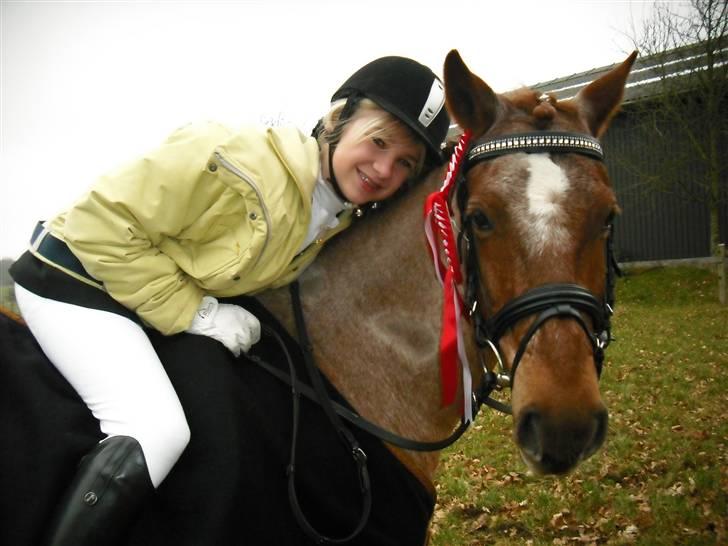 Welsh Pony af Cob-type (sec C) Bjerregårds Eros :) - Knus til Eros :) billede 8