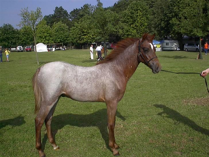 Welsh Pony af Cob-type (sec C) Bjerregårds Eros :) - Bjerregårds Eros som lille bitte :-) billede 10