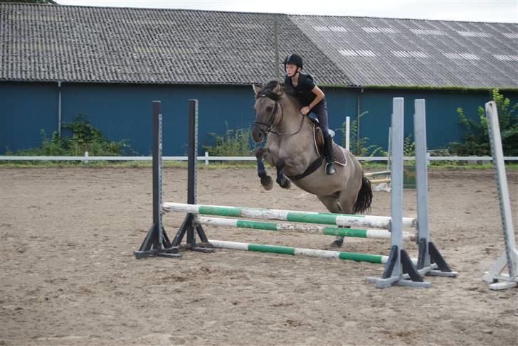 Anden særlig race Søstrenegaards Milla - Taget af Sofie Klüver billede 14